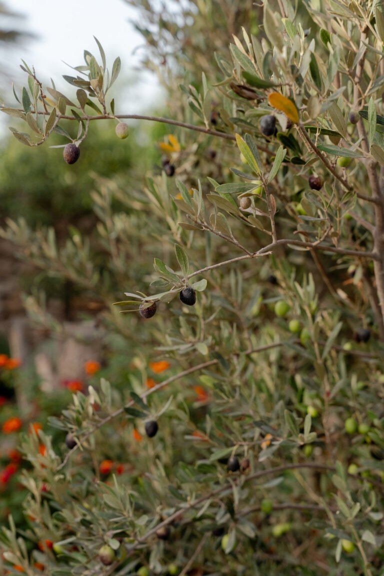 olives
